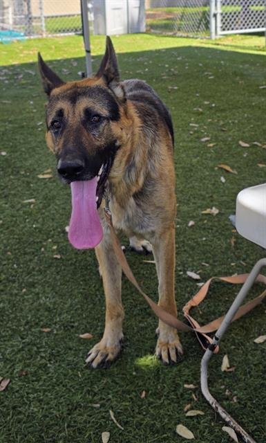 ACE - German Shepherd Dog available for adoption