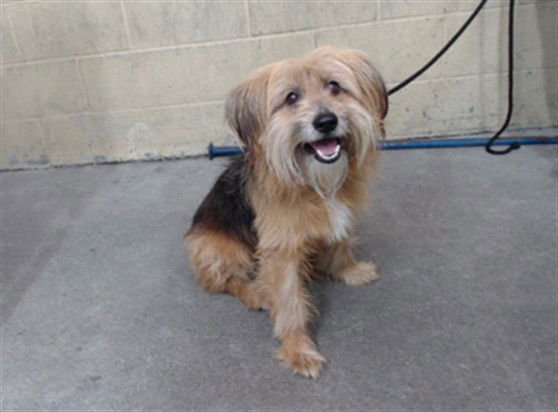 TOTO - Terrier available for adoption