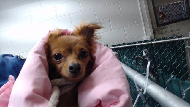 ROSIE - Terrier available for adoption