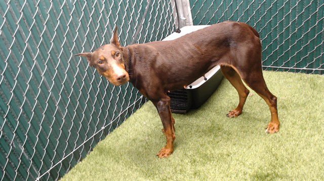 LYLA - Doberman Pinscher available for adoption