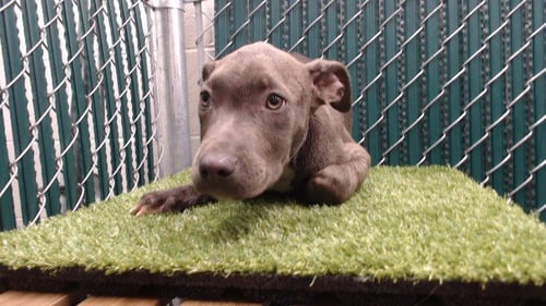 DARRY - Pit Bull Terrier available for adoption
