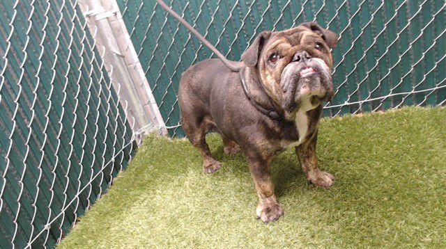 MARLA HOOCH - English Bulldog available for adoption
