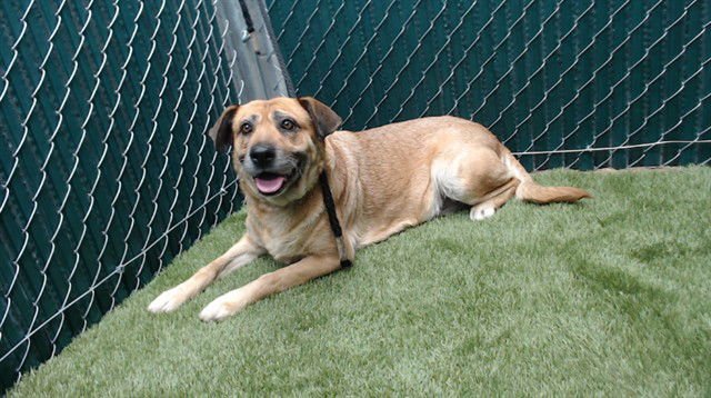 OLIVE - German Shepherd Dog available for adoption