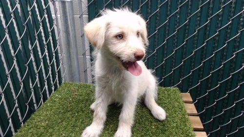 SIENNA - Maltese / Siberian Husky available for adoption