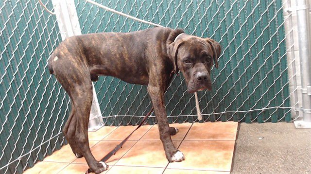 NIRVANA - Mastiff available for adoption