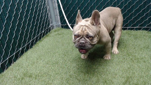TERRANCE - French Bulldog available for adoption