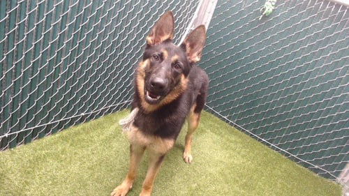 GWEN - German Shepherd Dog available for adoption