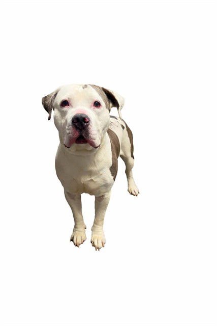 KASPER - Pit Bull Terrier available for adoption