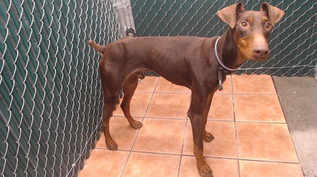ANDRE - Doberman Pinscher available for adoption