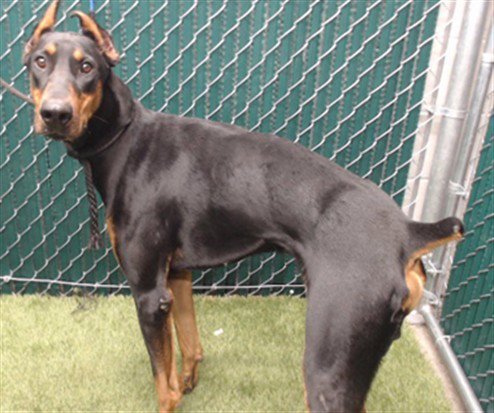 HELIOS - Doberman Pinscher available for adoption