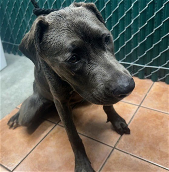 SHEBA - Pit Bull Terrier available for adoption