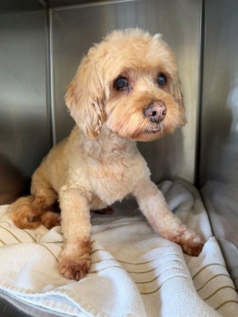 BERRY - Poodle (Miniature) available for adoption