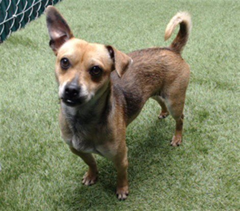 ARIEL - Chihuahua available for adoption