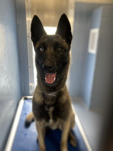 WINONA - Belgian Shepherd Malinois available for adoption
