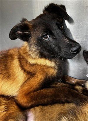 SONDER - Belgian Shepherd Malinois available for adoption