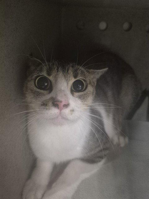 CLOVE - Domestic Short Hair available for adoption