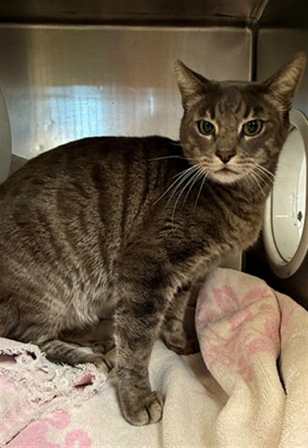 BONNIE - Domestic Short Hair available for adoption