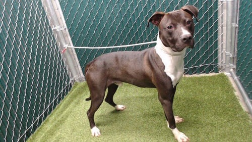 EDWARD - Pit Bull Terrier available for adoption