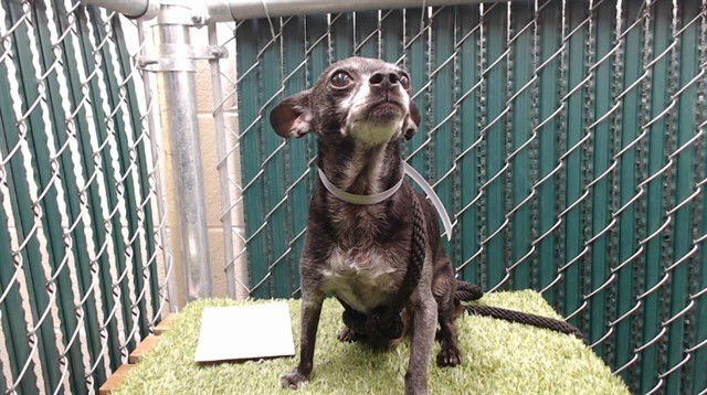 A5751953 - Chihuahua available for adoption