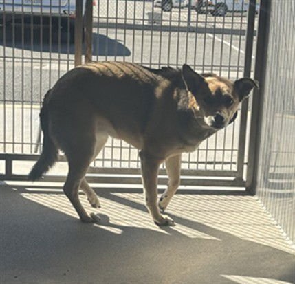 AYLAH - Australian Cattle Dog/Blue Heeler available for adoption