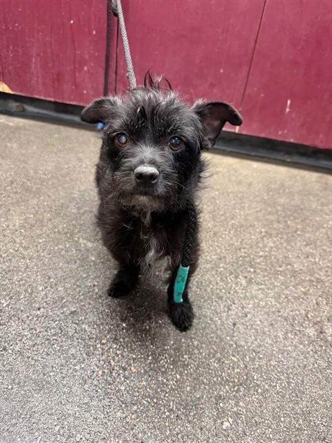 TWYLA - Terrier available for adoption
