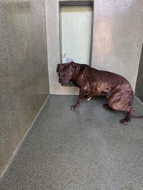 BRADLEY - Pit Bull Terrier available for adoption