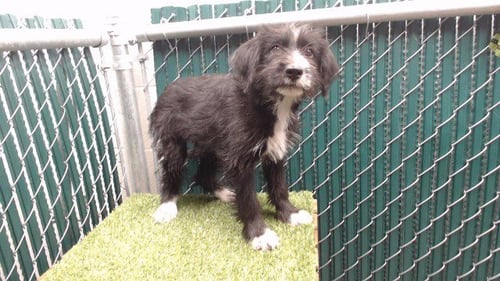 A5804456 - Terrier available for adoption