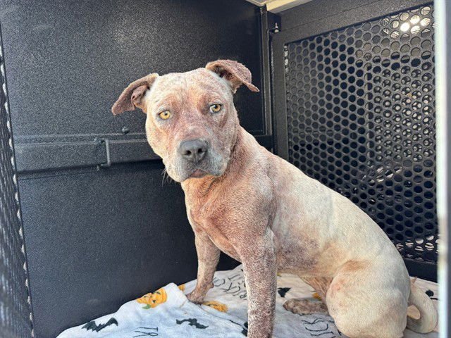 BLANCA - Pit Bull Terrier available for adoption