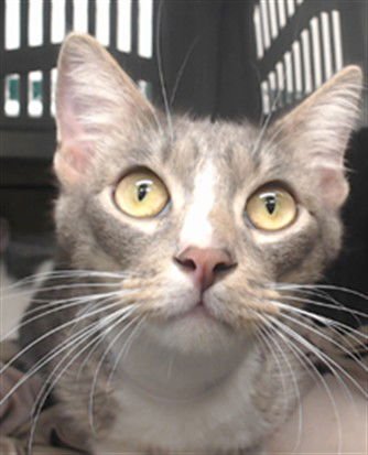 FANTA - Domestic Short Hair available for adoption