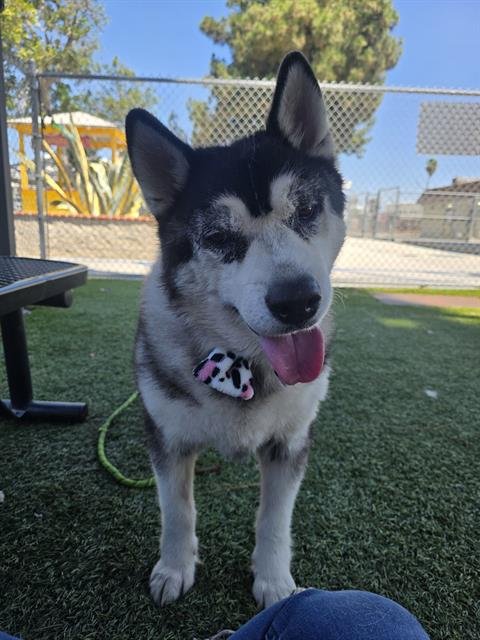 ISABELA - Siberian Husky available for adoption