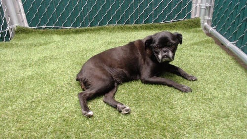 POPPY - Pug available for adoption
