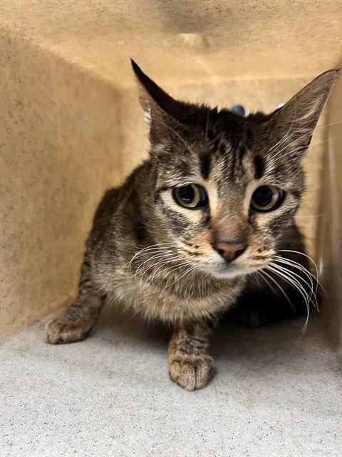 TAYLOR - Domestic Short Hair available for adoption