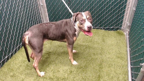 DIANA - Pit Bull Terrier available for adoption