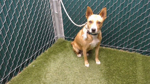 QUEENIE - Queensland Heeler available for adoption
