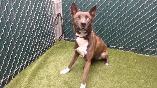 CHILLONA - Siberian Husky available for adoption