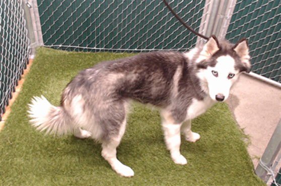 SABRINA - Siberian Husky available for adoption