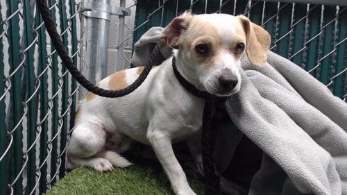BUSTER - Beagle / Chihuahua available for adoption