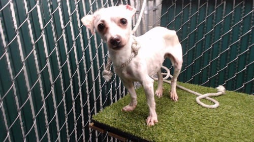IZZY - Chihuahua available for adoption