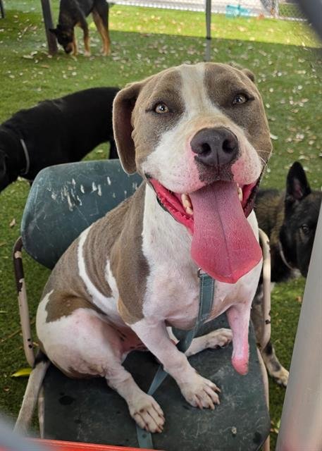 LT - Pit Bull Terrier available for adoption