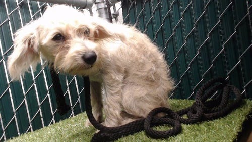 PATTY - Terrier available for adoption