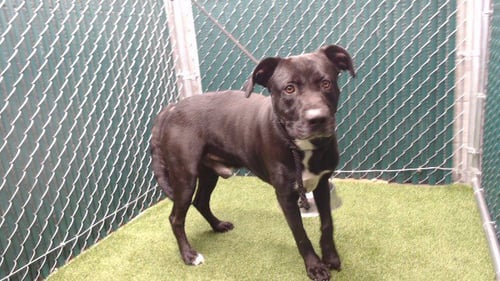 OREO - Labrador Retriever / Pit Bull Terrier available for adoption