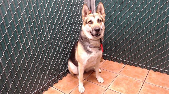 AURORA - German Shepherd Dog available for adoption