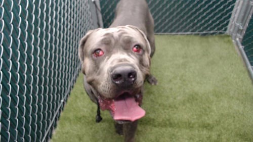 LOKI - Cane Corso Mastiff available for adoption