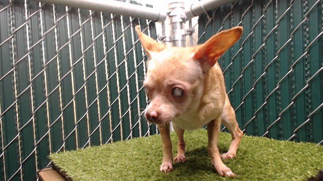 GRANDMA DOTTY - Chihuahua available for adoption
