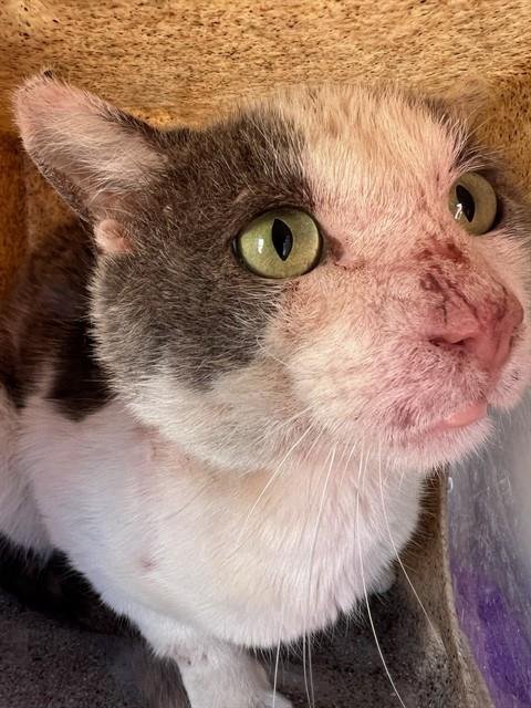 LOMELI - Domestic Short Hair available for adoption