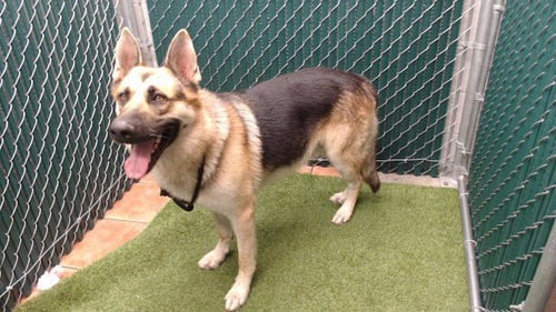 RAVINE - German Shepherd Dog available for adoption