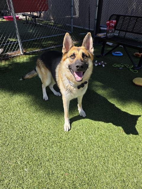 RAVINE - German Shepherd Dog available for adoption