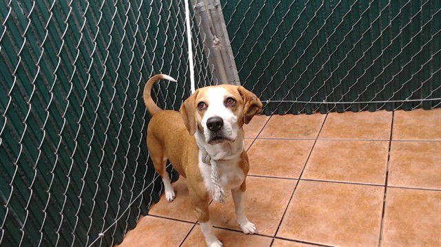 PENNY - Beagle available for adoption