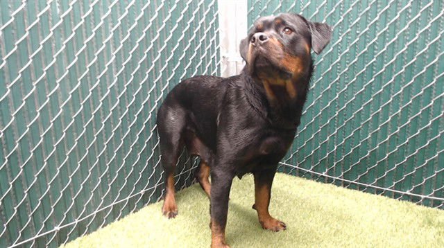ROXXANE - Rottweiler available for adoption