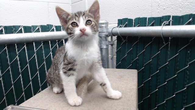 IKE Image